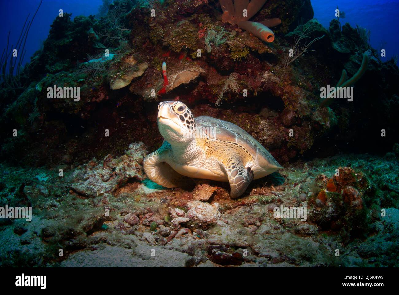 Sea turtle resting on the sea bed Stock Photo