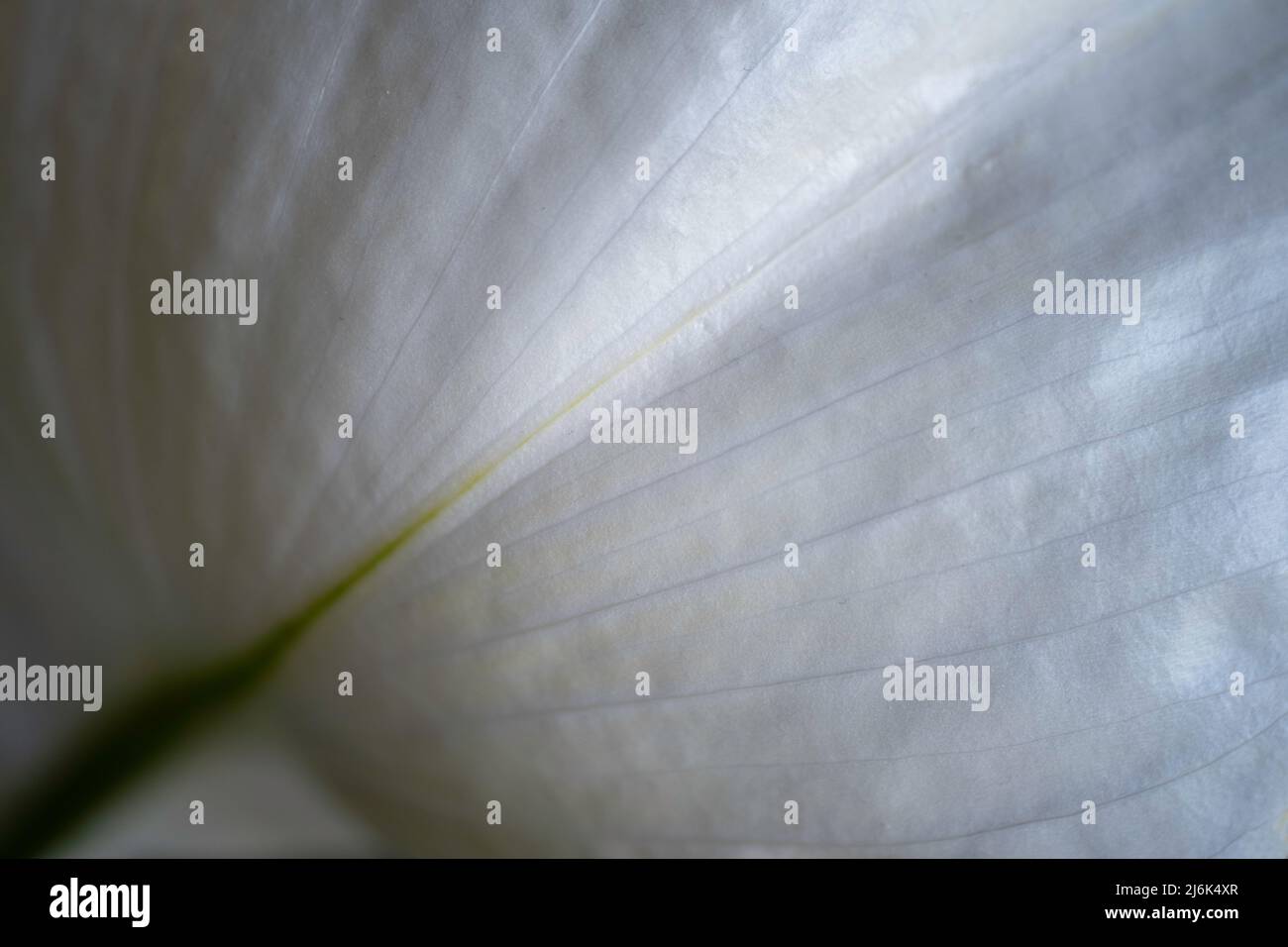 Close up of a single thin-veined petal of the white flower called Spath of Peace Lilly (Spathiphyllum cochlearispathum) with narrow depth of field Stock Photo