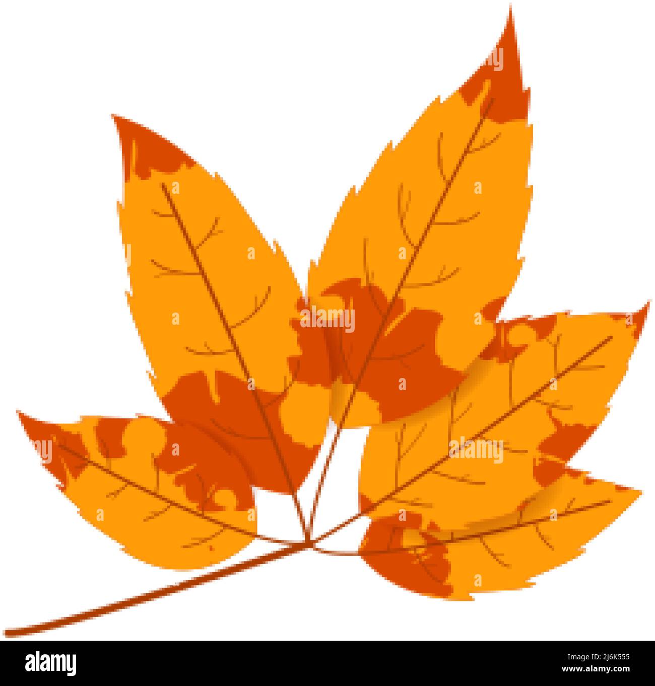 Withered autumn motley leaf. Fallen leaf with variegated texture. Stock Vector