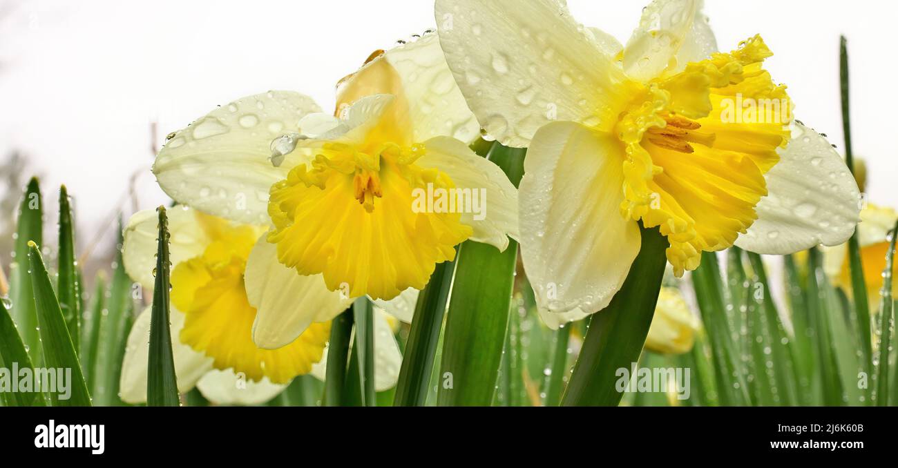 Ice Follies Daffodils Narcissus Resplendent with Fresh Raindrops after a Spring Rain Stock Photo