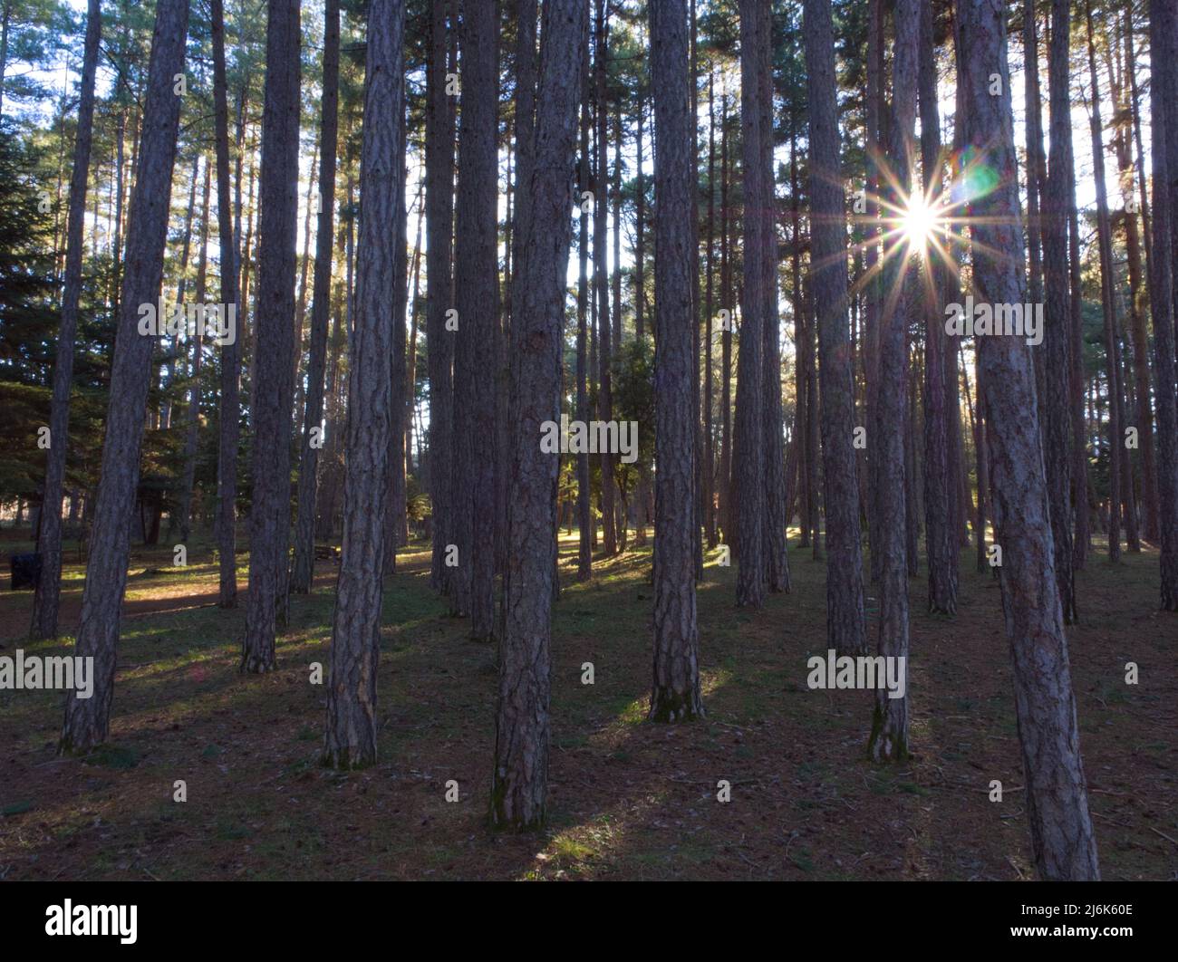 Sun casting in the woods Stock Photo