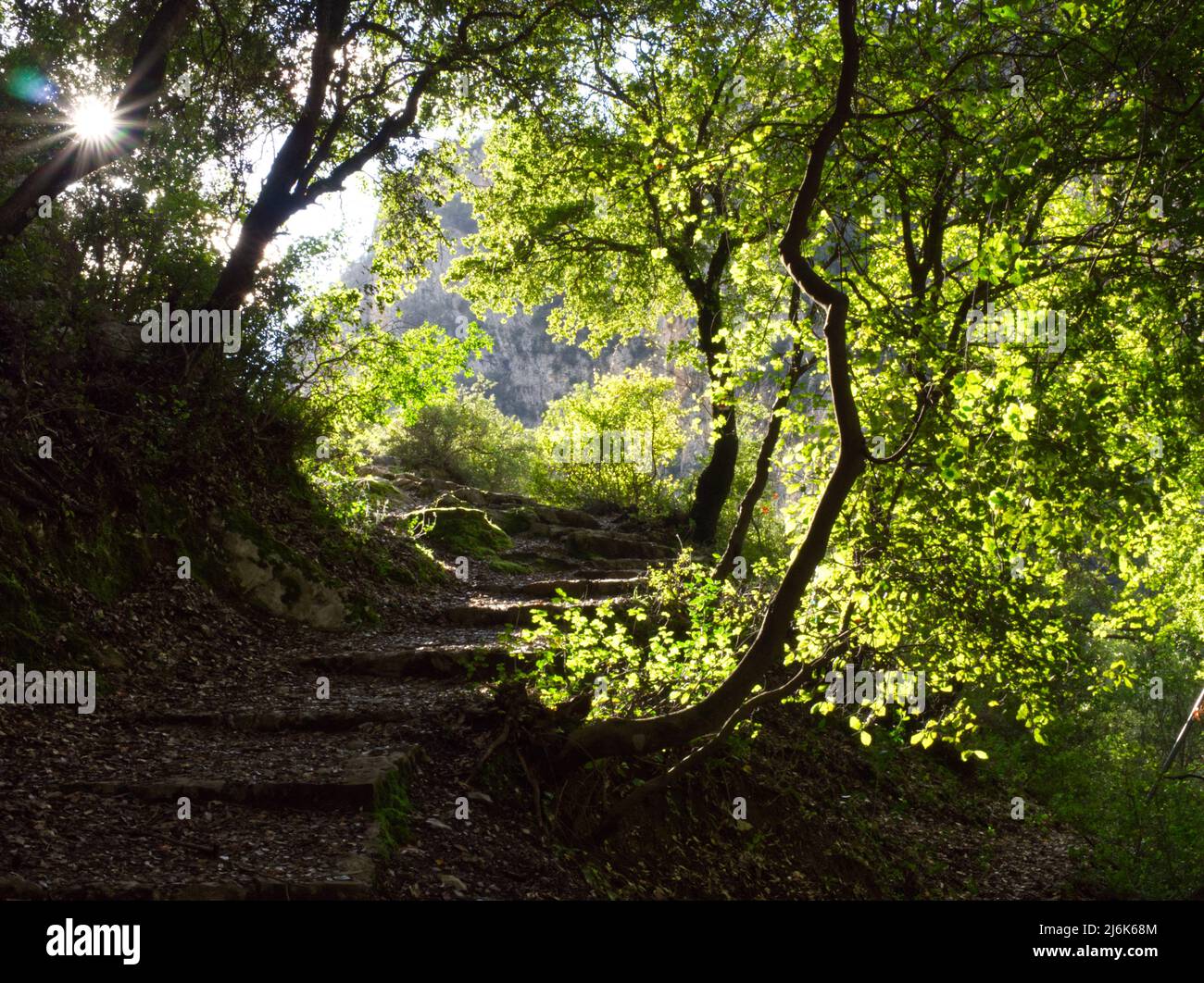 Sunny hiking path within green trees Stock Photo