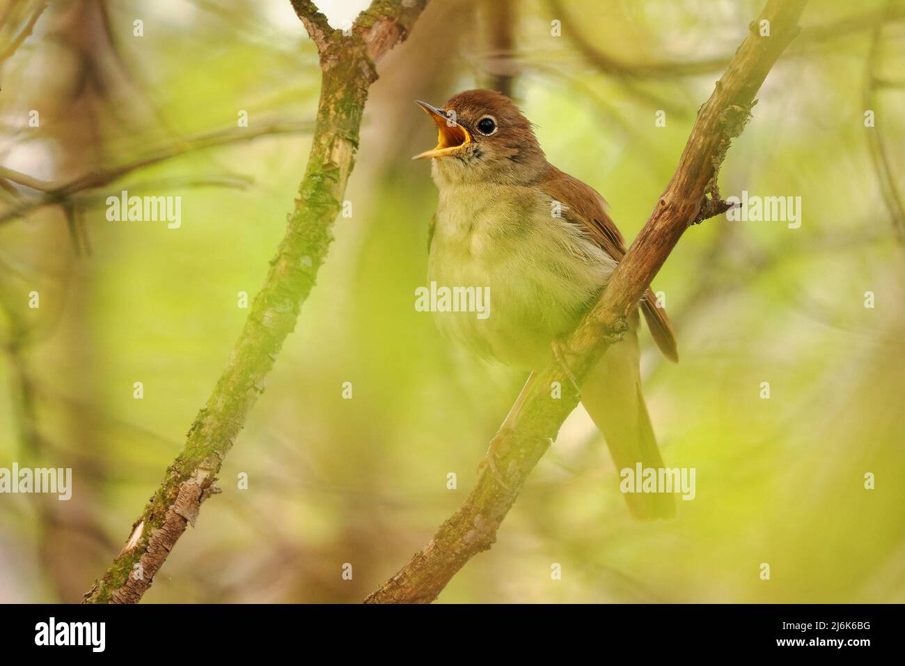 Nightingale singing, The best bird song in the world