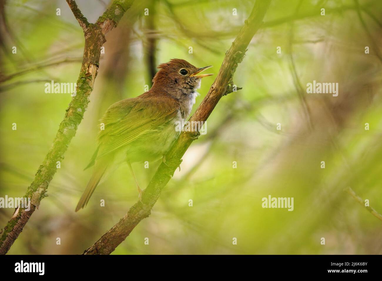 Nightingale singing, The best bird song in the world