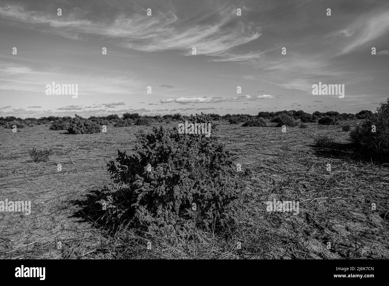 Arbusto Black and White Stock Photos & Images - Alamy