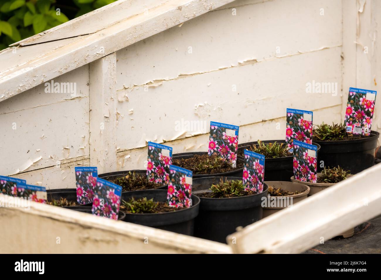 Coreopsis 'Madras Magic' seeds planted in a coldframe, Chatsworth House, Derbyshire Stock Photo