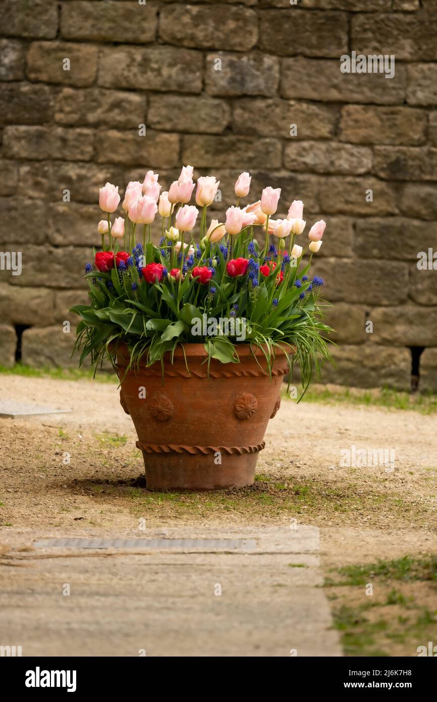 A pot of pretty tulips, Chatsworth House, Derbyshire, UK Stock Photo