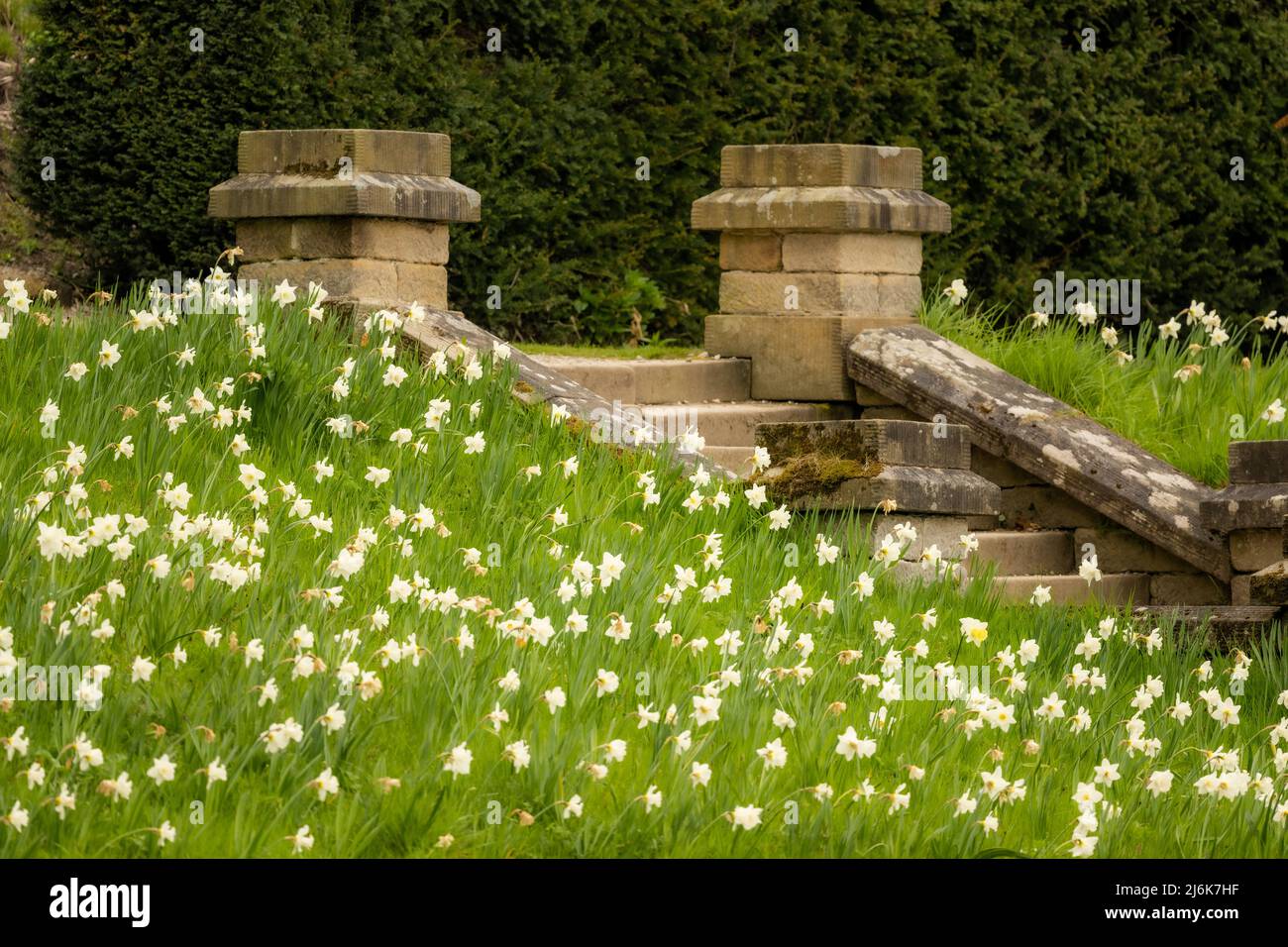 Spring flowers on a grassy bank with a flight of old stone stairs, Chatsworth House, Derbyshire, UK Stock Photo
