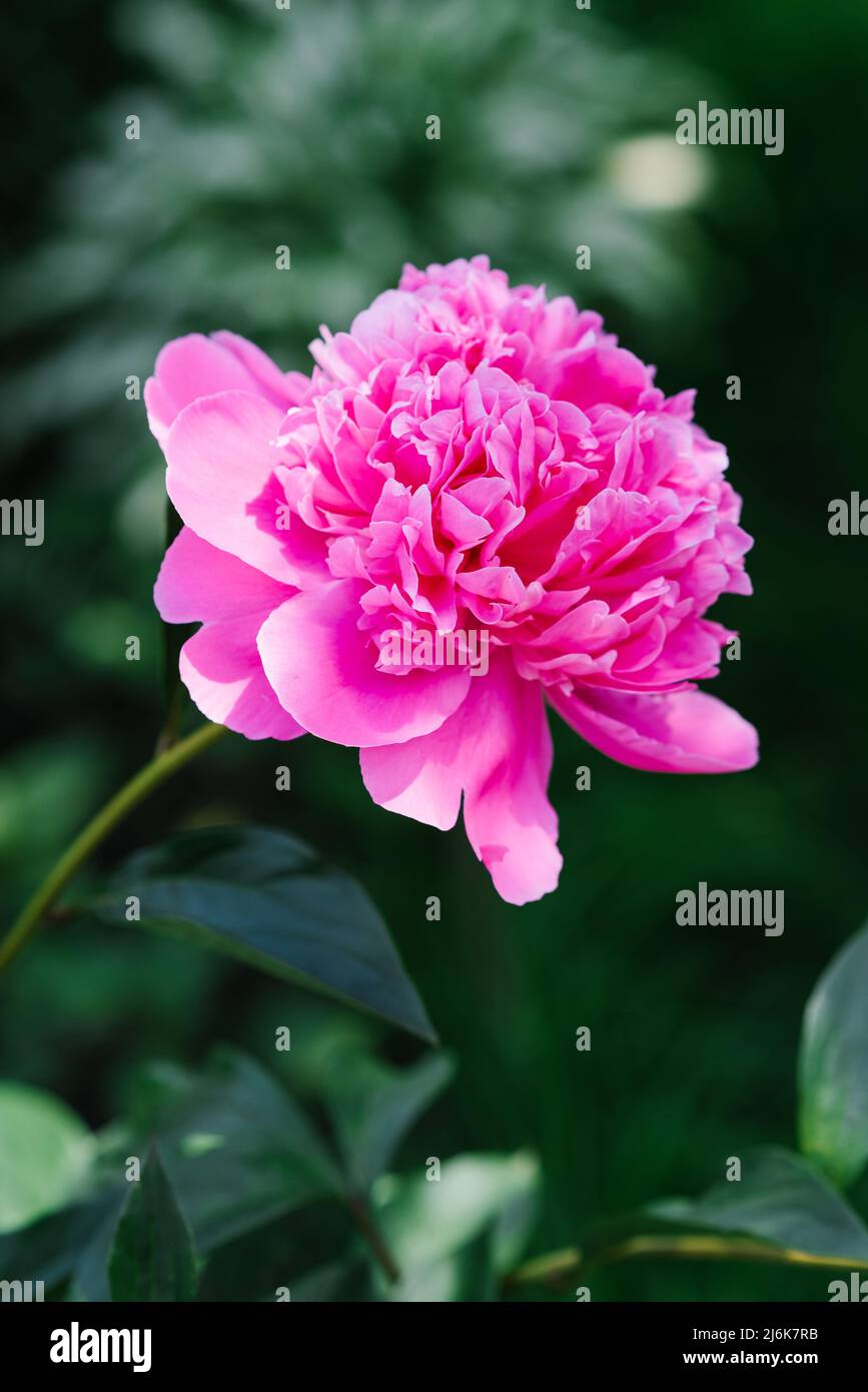 Beautiful pink flowers of the herbaceous peony in summer in the garden ...