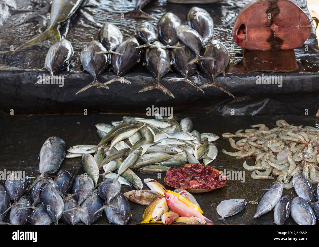 Fresh fish in fish market, Sri Lanka Stock Photo Alamy
