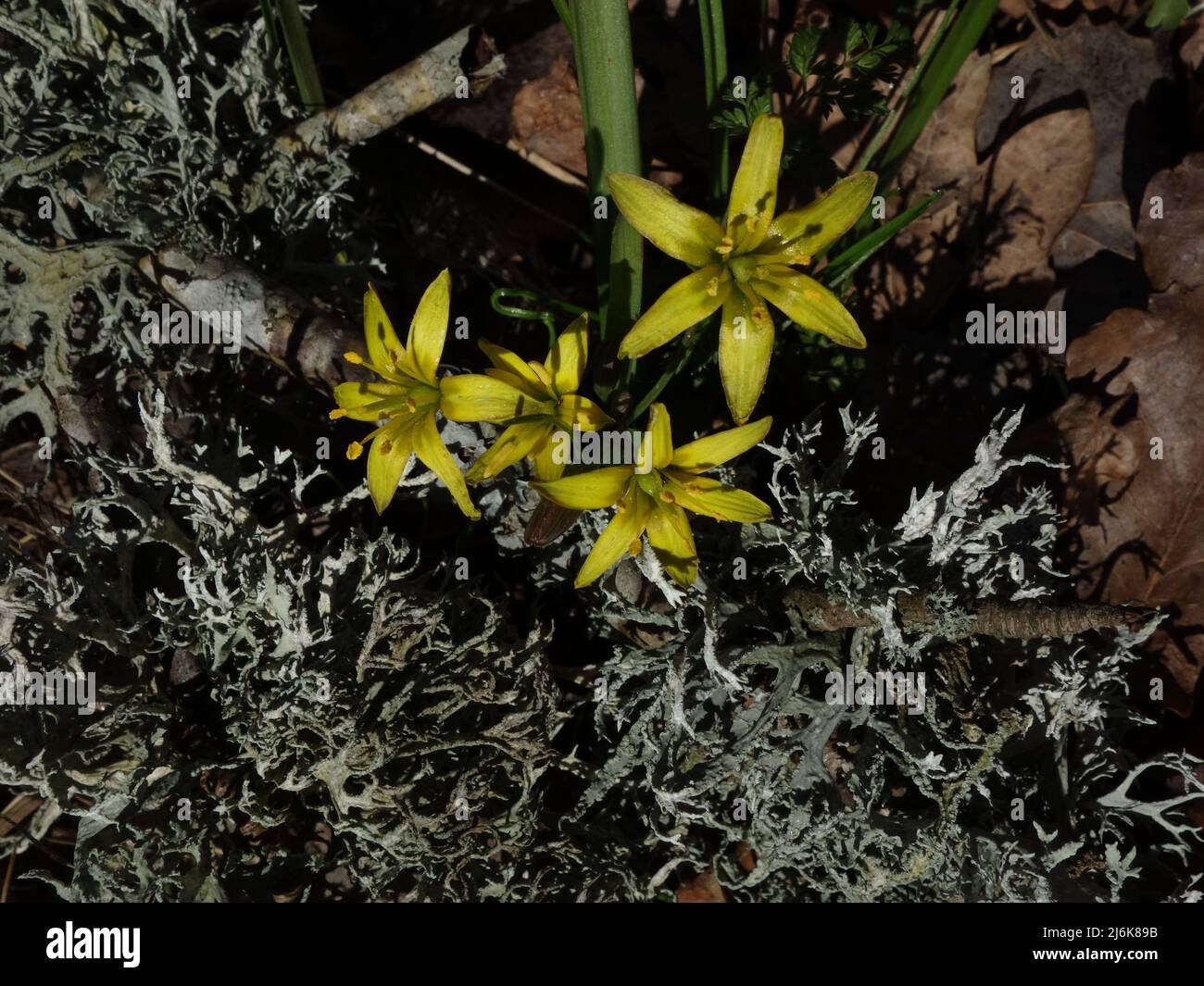 Gagea lutea are a perennial bulbous plant that grows in deciduous forests, it comes with sword-like leaves. A spring flower, but has become more rare. Stock Photo