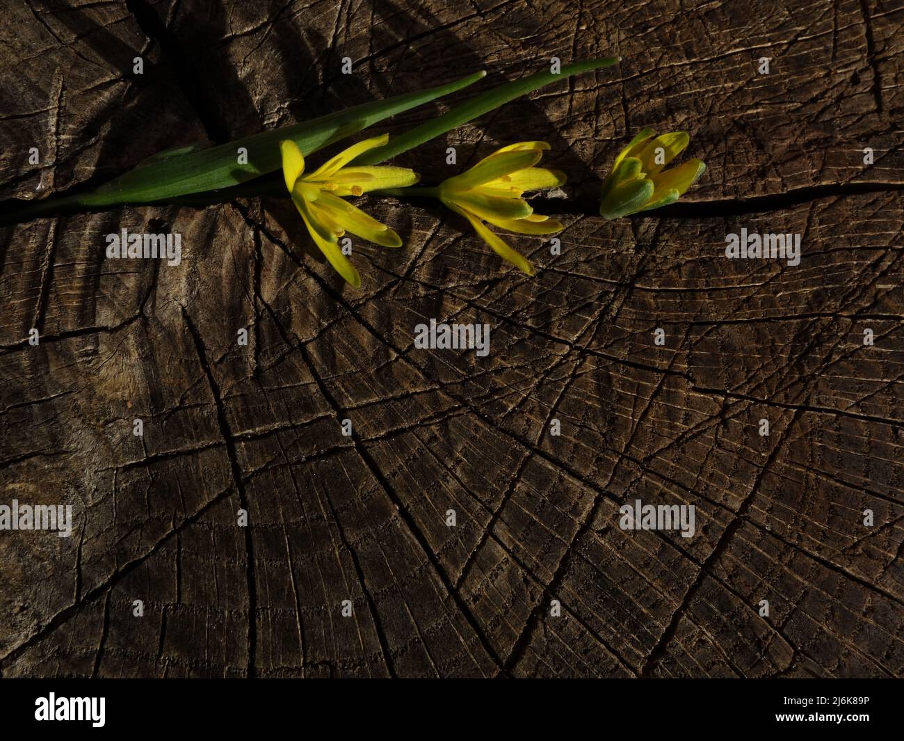 Yellow star-of-Bethlehem placed on a tree stump can be used as a frame for photos or background for cards, invitations or for your scrapbook ideas. Stock Photo