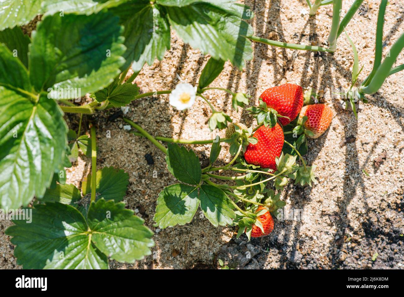 Sweet organic strawberries ripen in the garden Stock Photo - Alamy