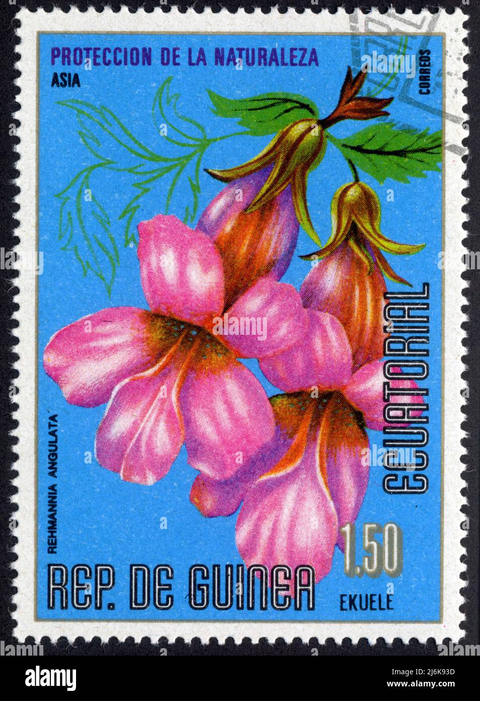 Timbre oblitéré Rep.de Guinea Ecuatorial, Proteccion de la naturaleza, Rehmannia angulata, Asia, Correos, 1,50 Ekuele Stock Photo