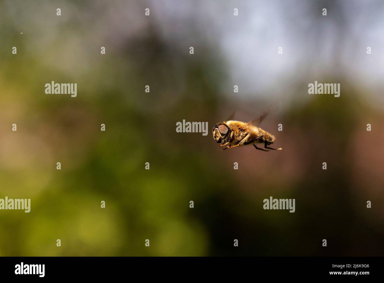A close-up of a common drone fly or eristalis tenax hovering mid air in ...