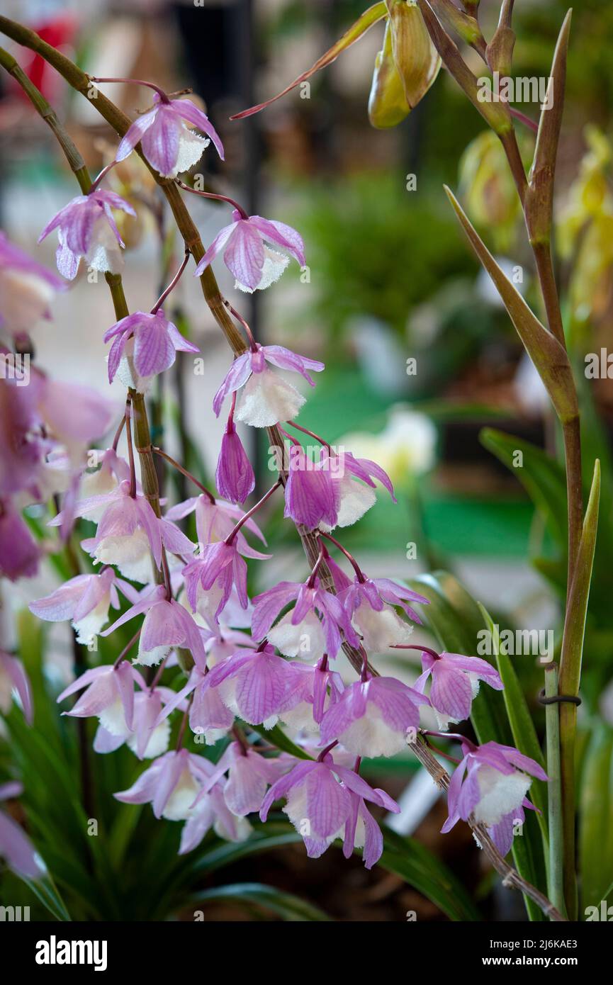 Dendrobium pierardii, is a genus in the orchid family Orchidaceae. Close up. Stock Photo