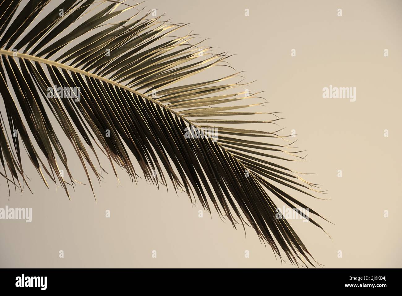 Palm leaf in sepia color tone on the copy space summer background Stock Photo
