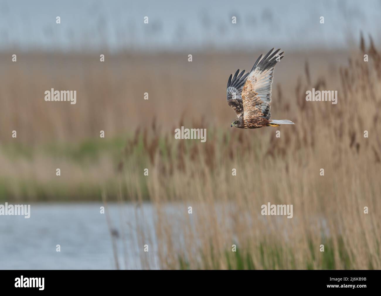 A Male Marsh Harrier Circus aeruginosus hunting and flying over a North Norfolk nature reserve, UK Stock Photo