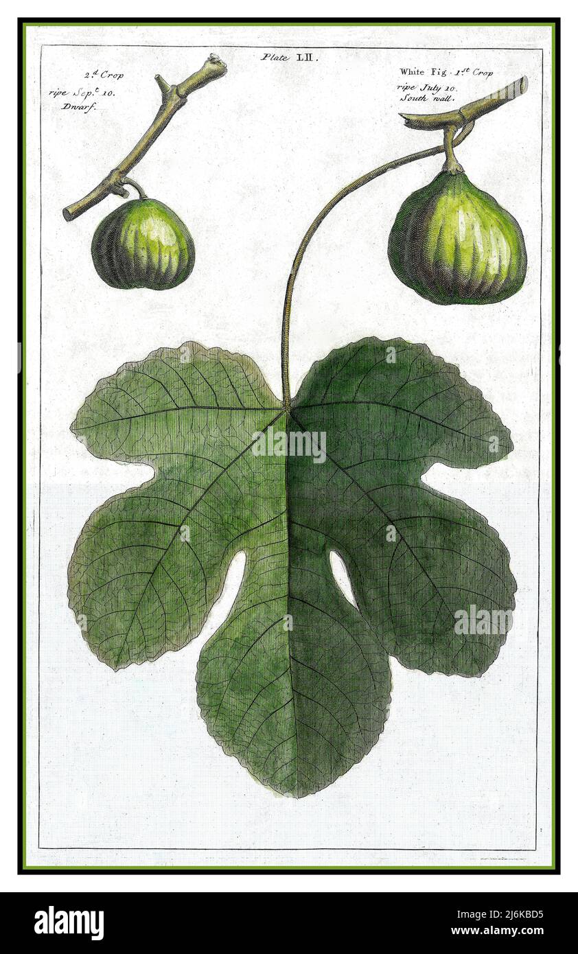 Vintage Fig and leaf Ficus carica 'Bianco' is the white fig, figs that are green, ripening to yellow rather than brown with attractive lobed leaves. Painting Illustration Colour Lithograph fruit illustration by Betty Langley 1729 White Marseilles Fig a very old variety introduced around 1575 Stock Photo