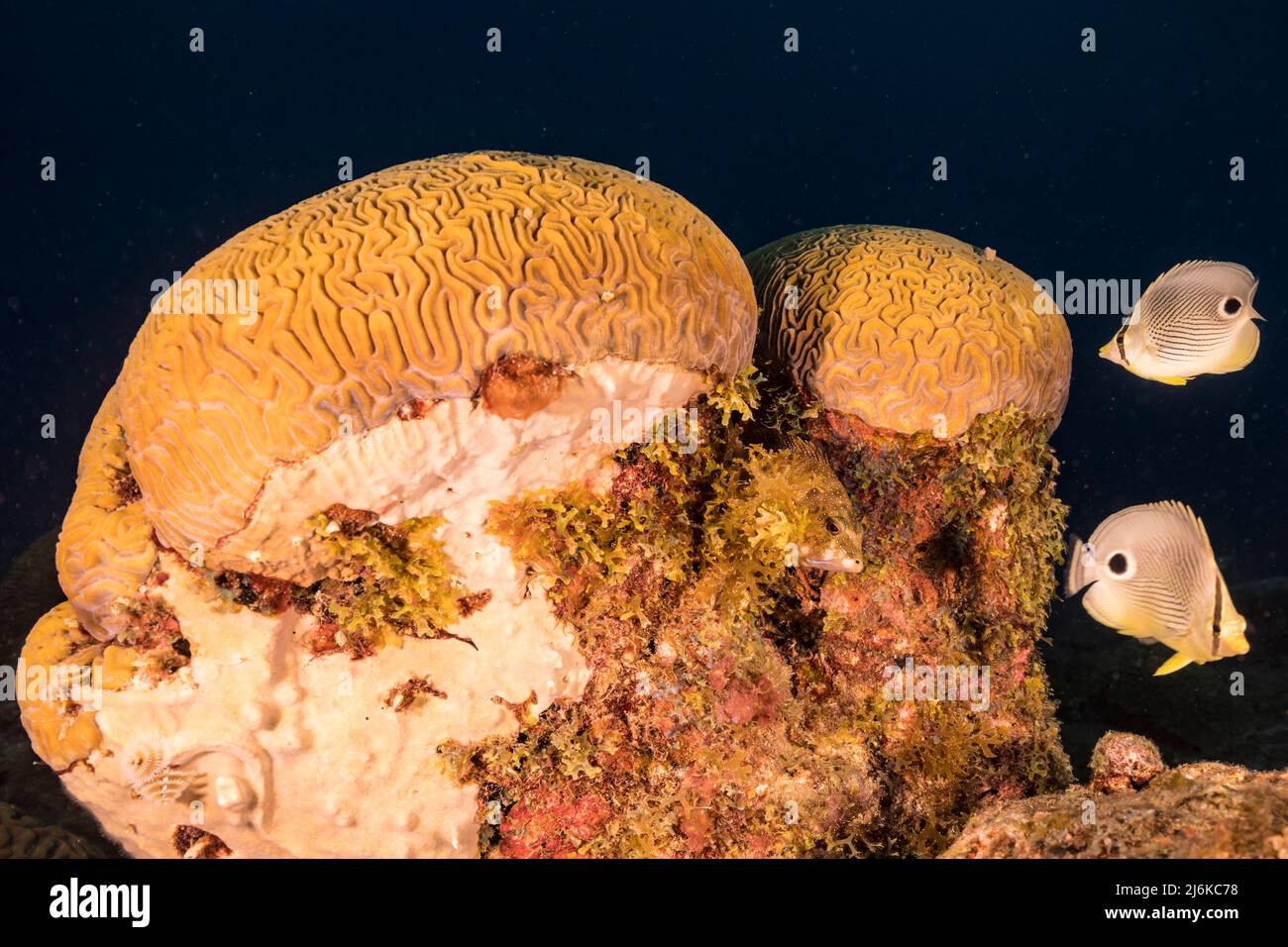 Seascape with Butterflyfish while spawning of Grooved Brain Coral in coral reef of Caribbean Sea, Curacao Stock Photo