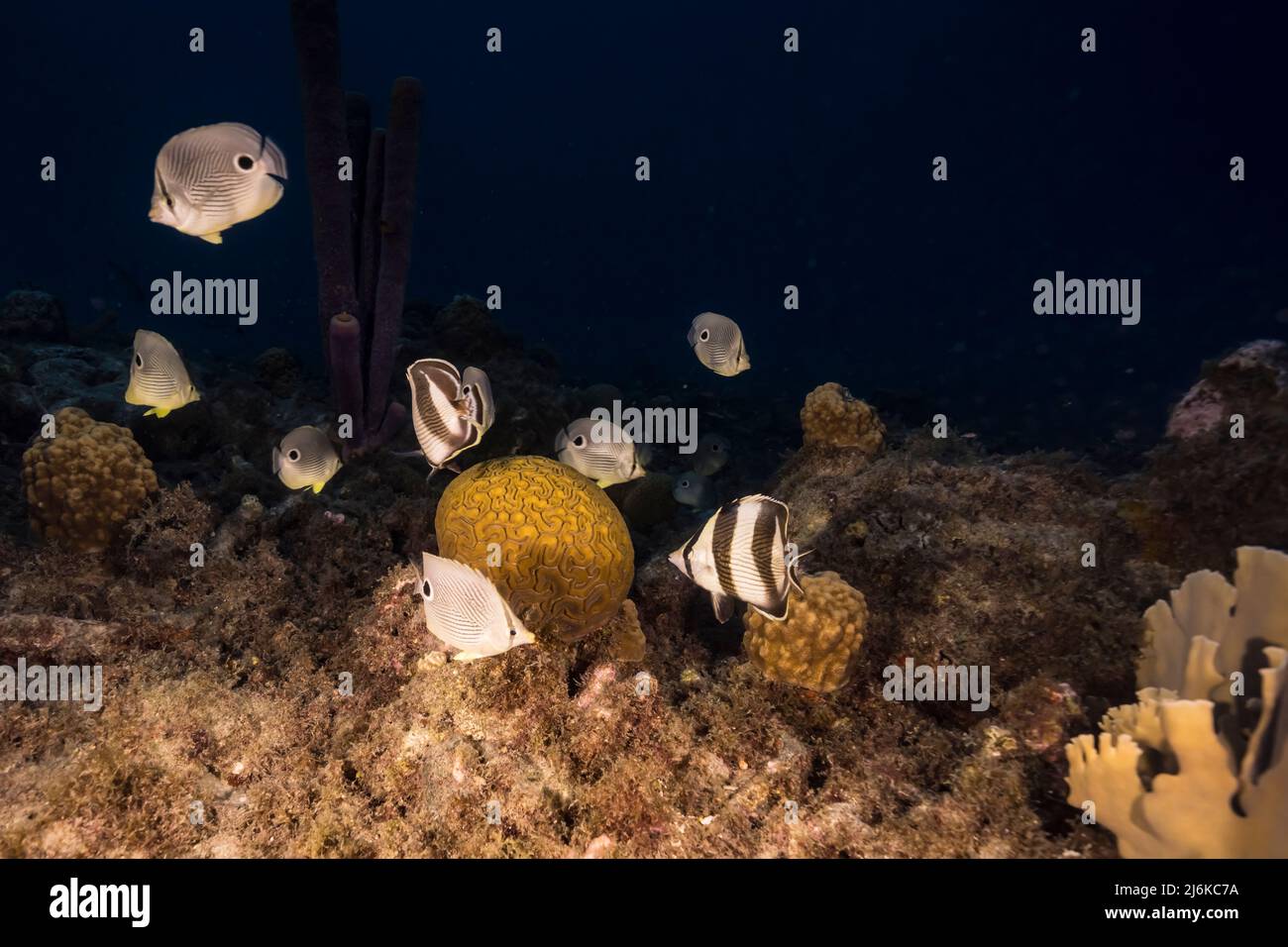 Seascape with Butterflyfish while spawning of Grooved Brain Coral in coral reef of Caribbean Sea, Curacao Stock Photo