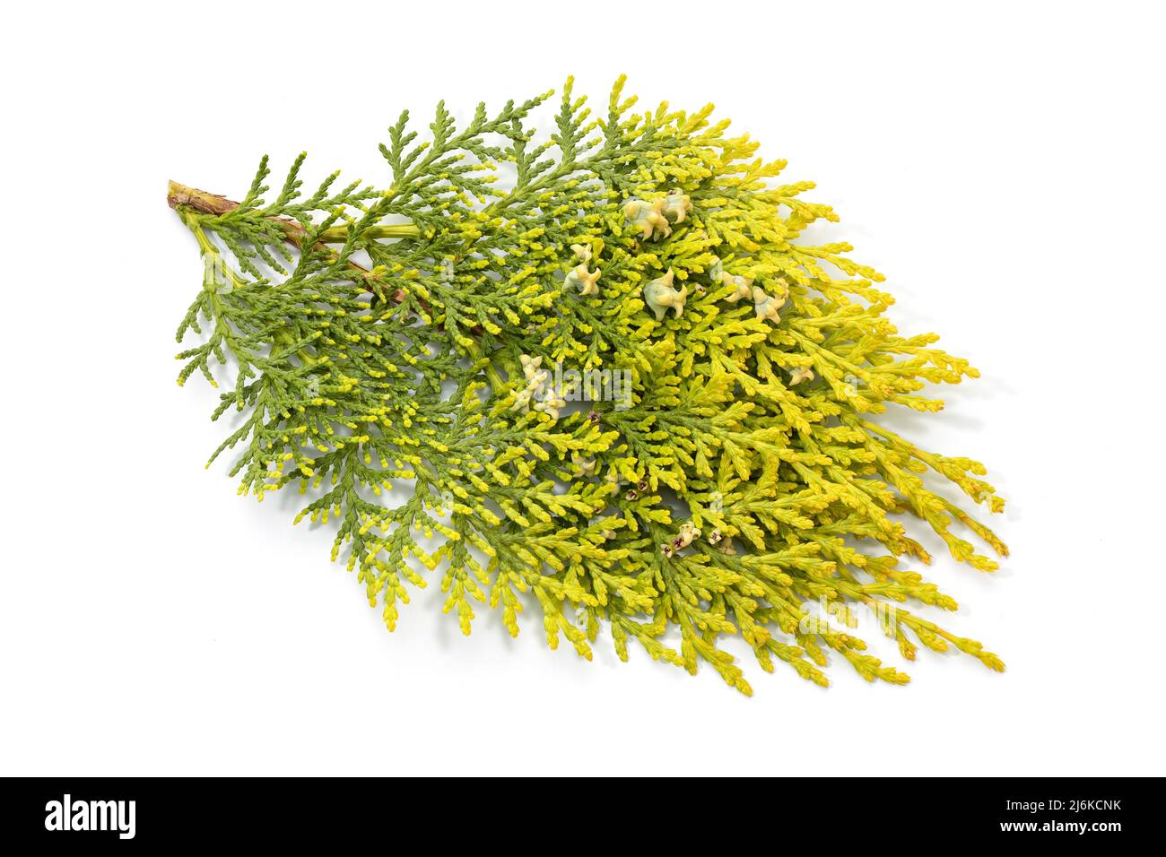 Chinese thuja branch with growing cones isolated on white background. Platycladus orientalis Stock Photo