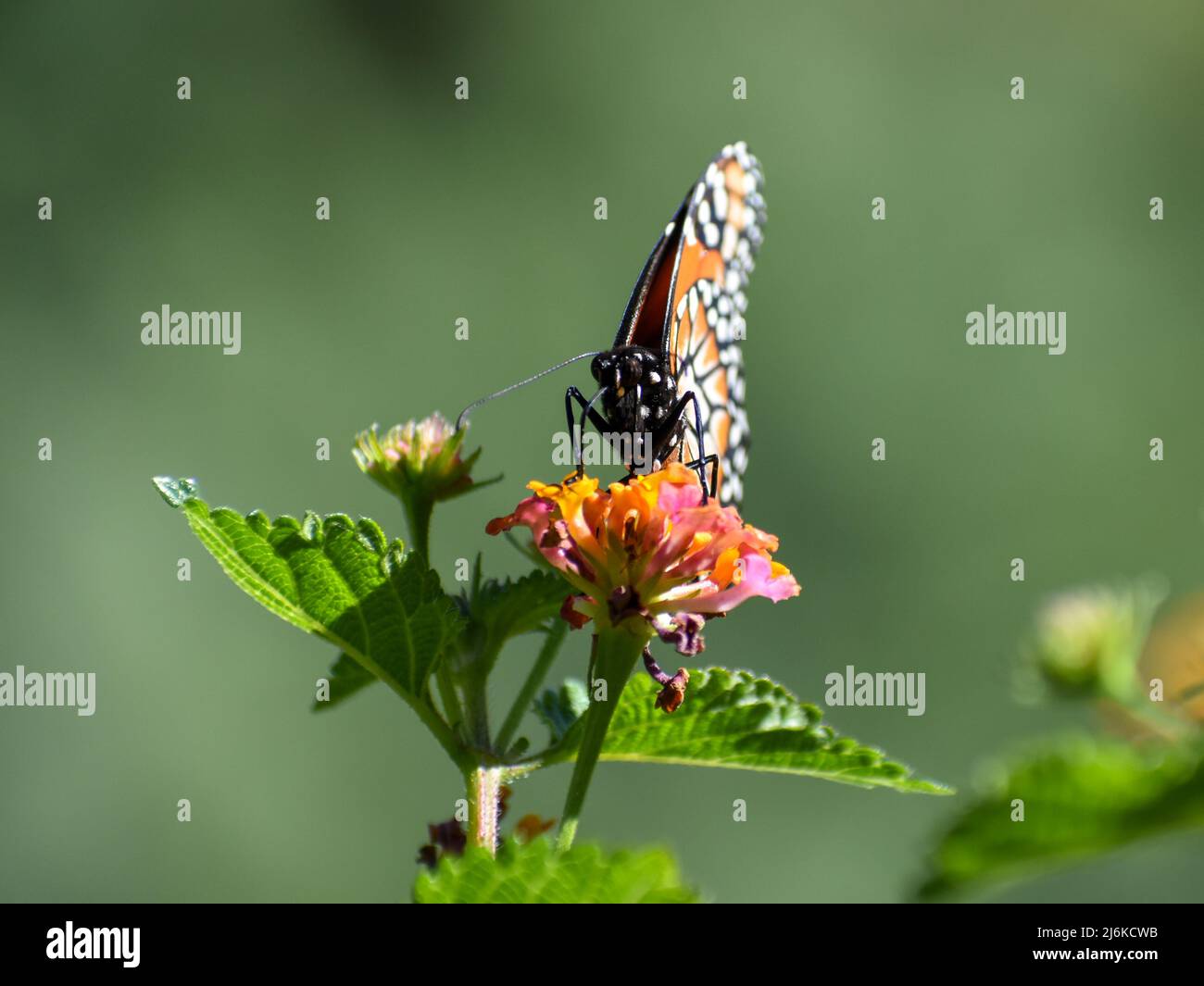 Southern monarch butterfly (Danaus erippus) home to Argentina, South America Stock Photo
