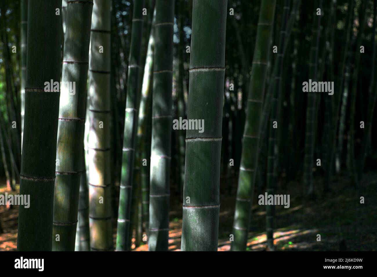 Japanese bamboo grove as a background material Stock Photo