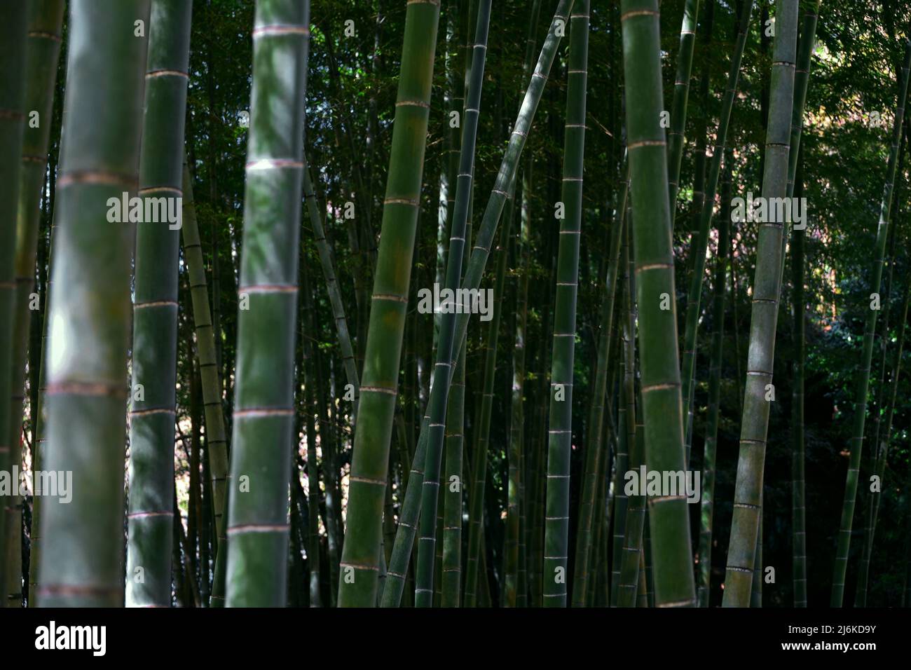 Japanese bamboo grove as a background material Stock Photo