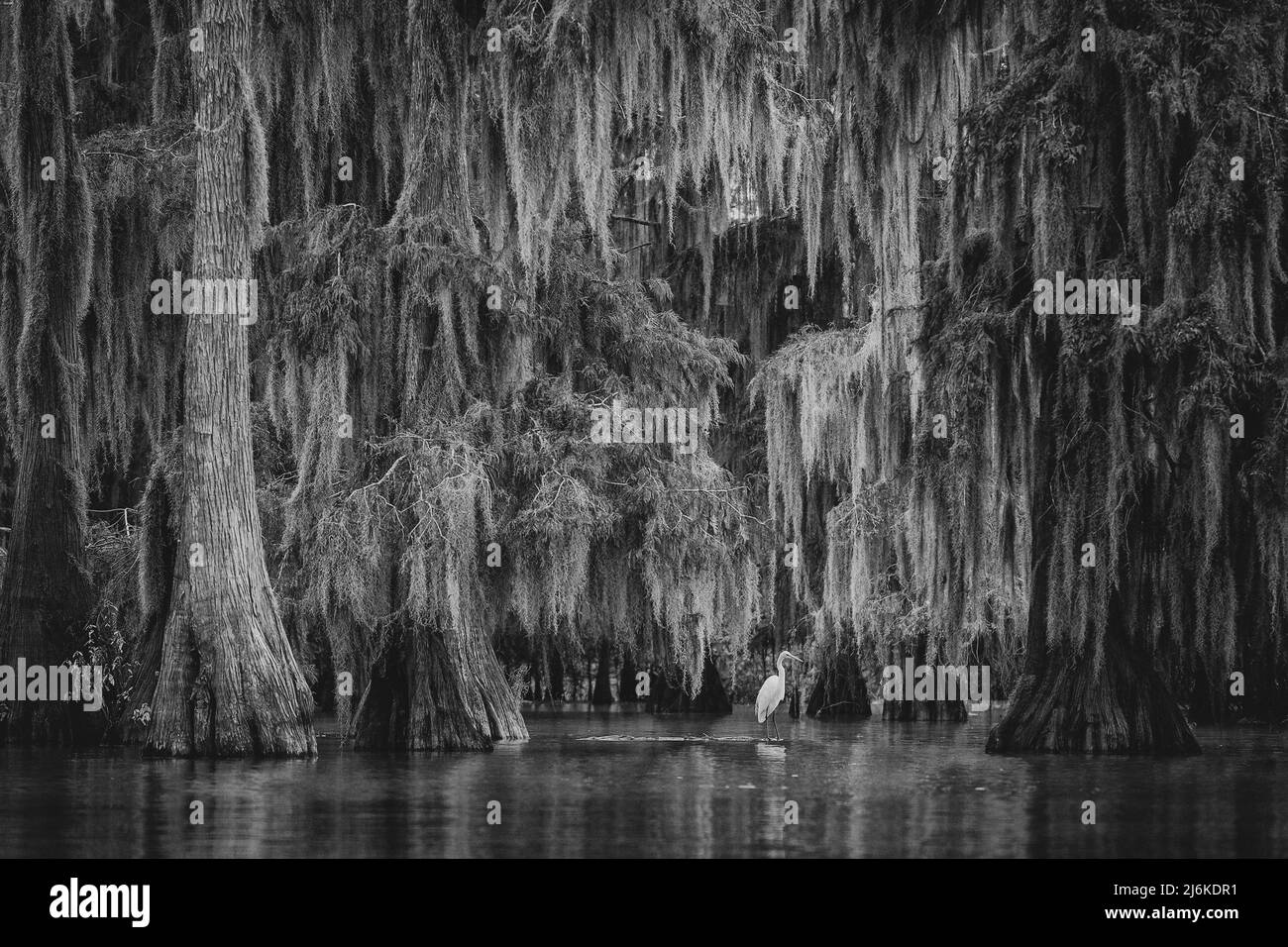 Louisiana spanish moss Black and White Stock Photos & Images - Alamy