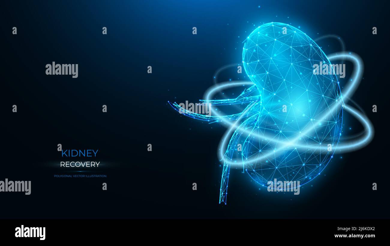 Polygonal vector illustration of human kidney recovery on a dark blue ...