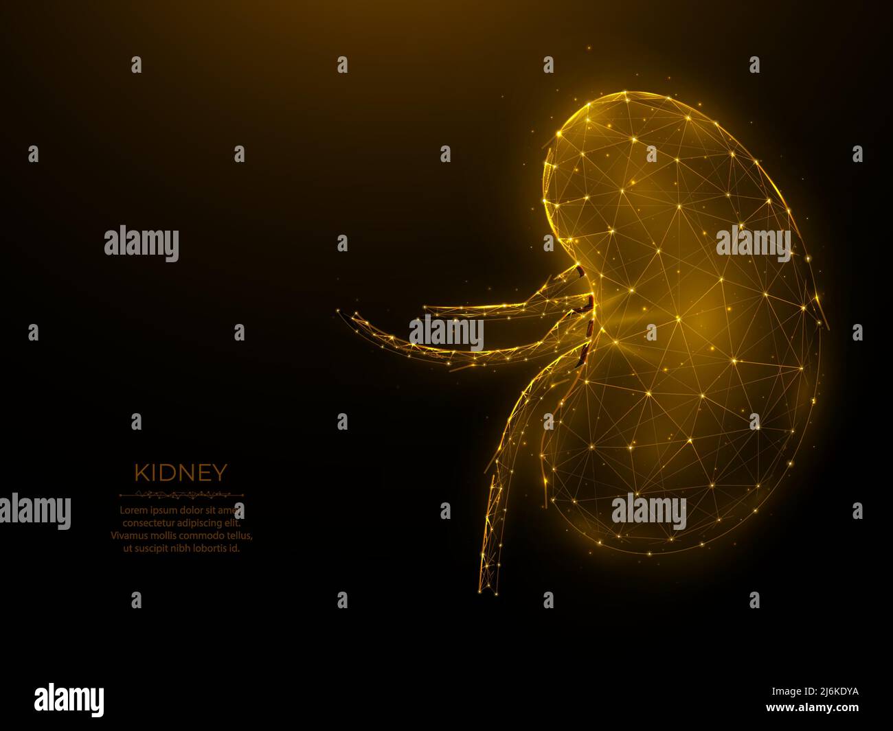 Polygonal vector illustration of human kidney on a dark background ...