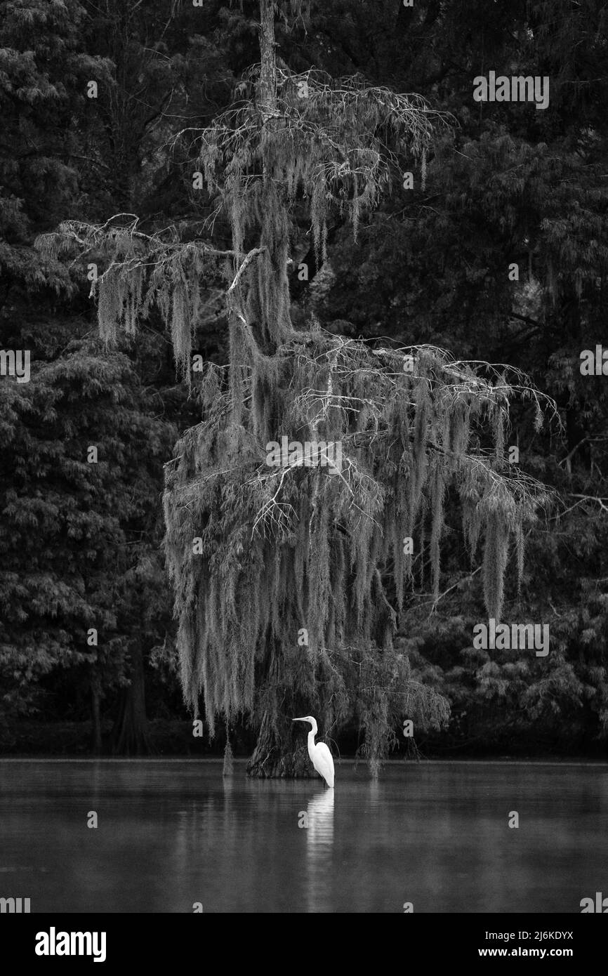 USA, South, Louisiana, Great White Heron Stock Photo