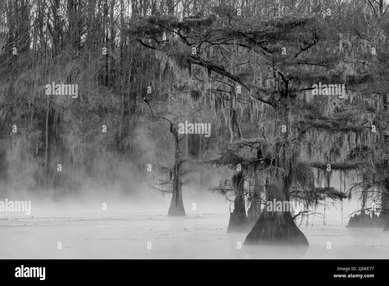 USA, Texas,Caddo Lake, Osprey and morning mist Stock Photo