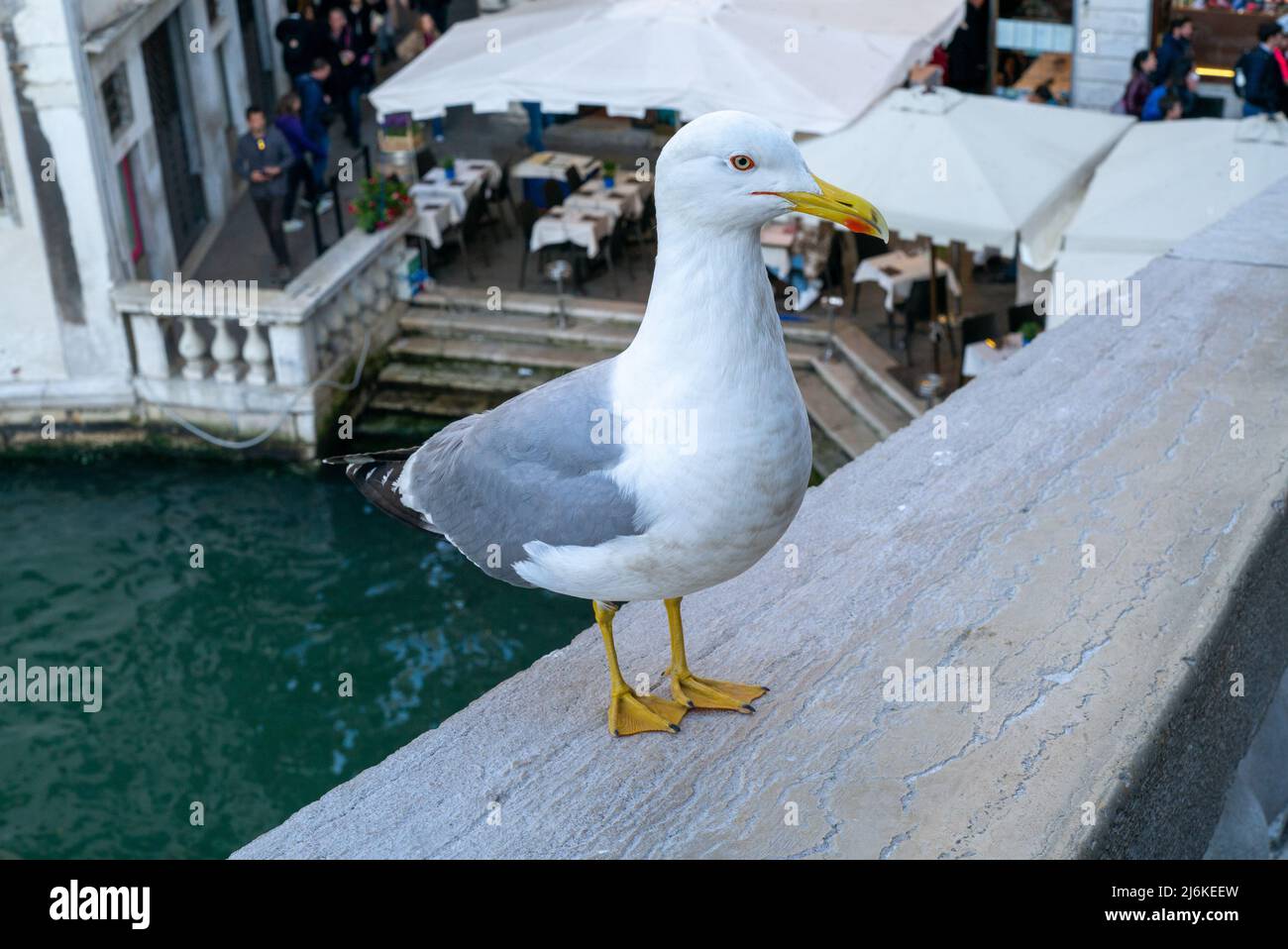 Seagull waiting for scraps of food from tourists at the Rialto Bridge over the Grand Canal in Venice. Stock Photo