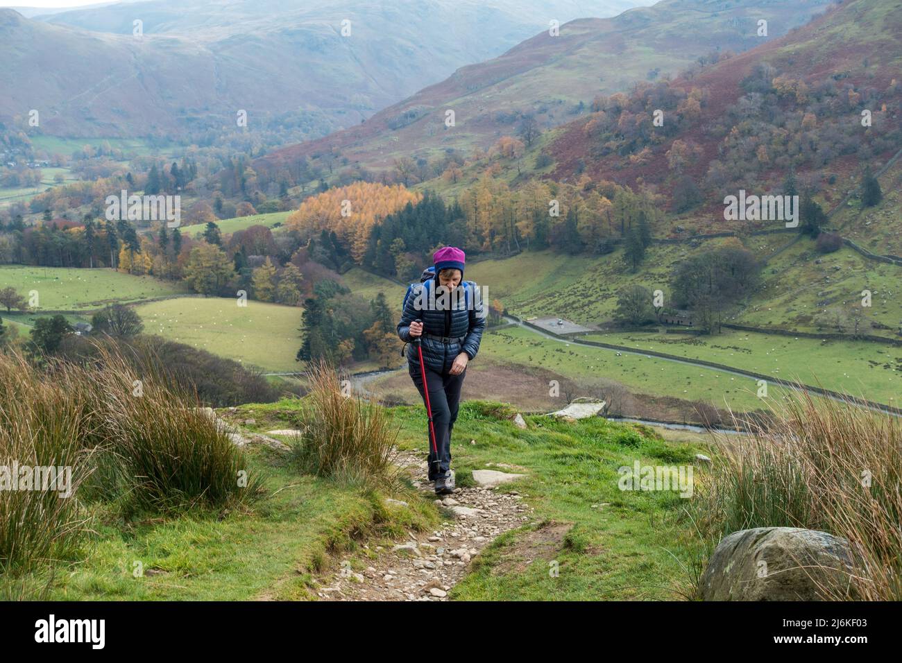 Female hillwalker high above Grisedale on the path to Helvellyn in the English Lake District in Autumn, Cumbria, England, UK Stock Photo