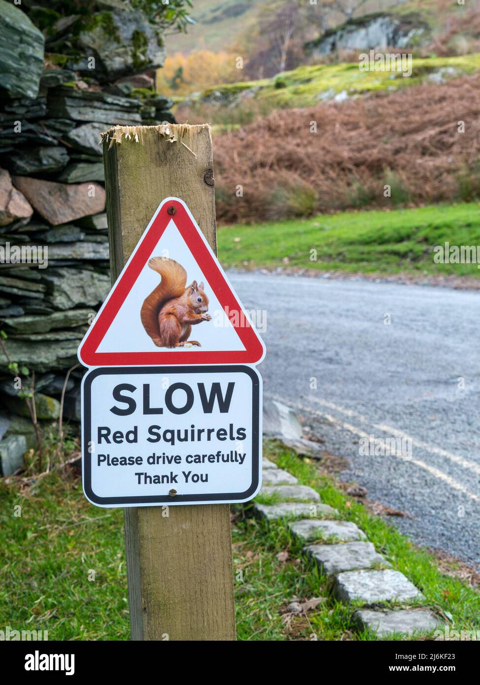 Slow Down - Red Squirrel warning sign for motorists by road side in English Lake District Stock Photo
