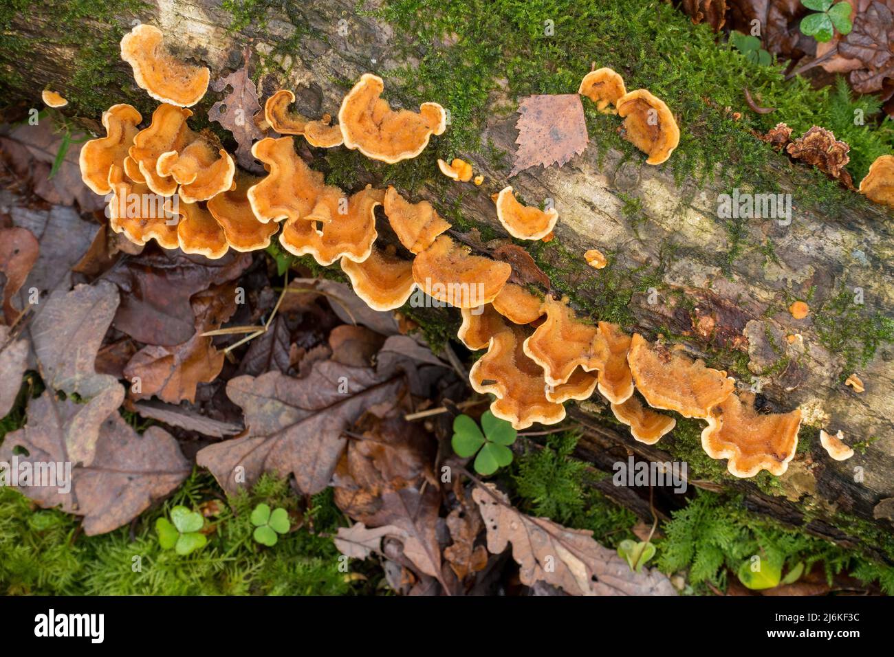 Hairy Curtain Crust (Stereum hirsutum) bracket fungus growing on moss covered dead tree trunk, Cumbria, England, UK Stock Photo