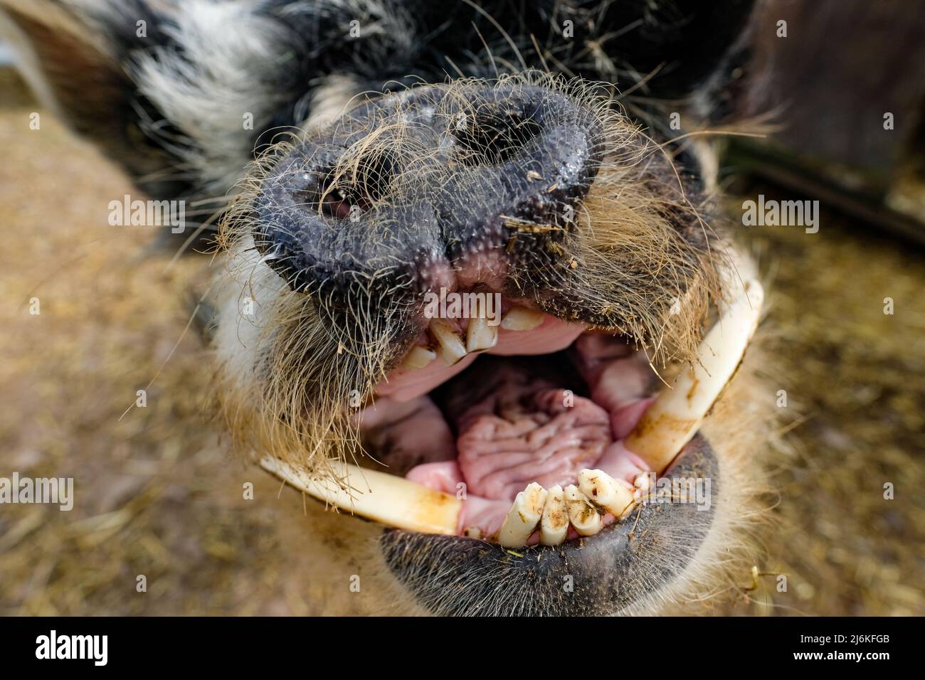 An ugly pig with protruding teeth Stock Photo Alamy