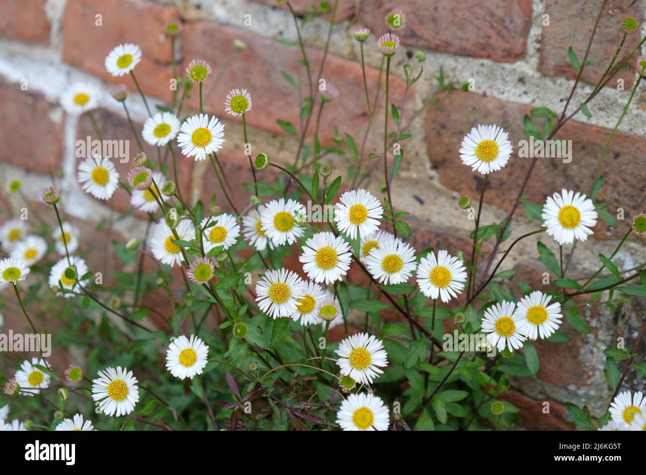 Mexican fleabane daisies in flower. Stock Photo