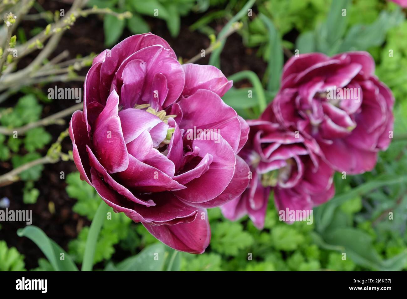 Double Tulip 'Dream Touch' in flower Stock Photo