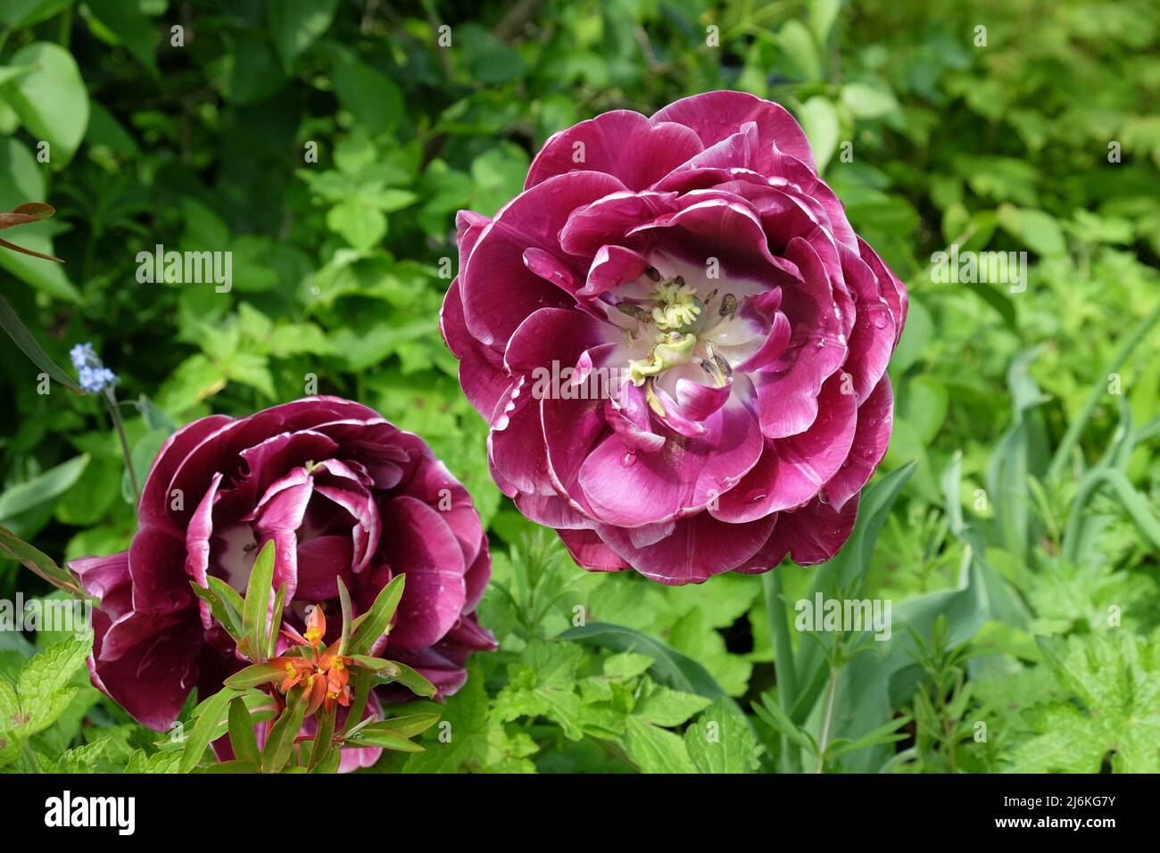 Double Tulip 'Dream Touch' in flower Stock Photo