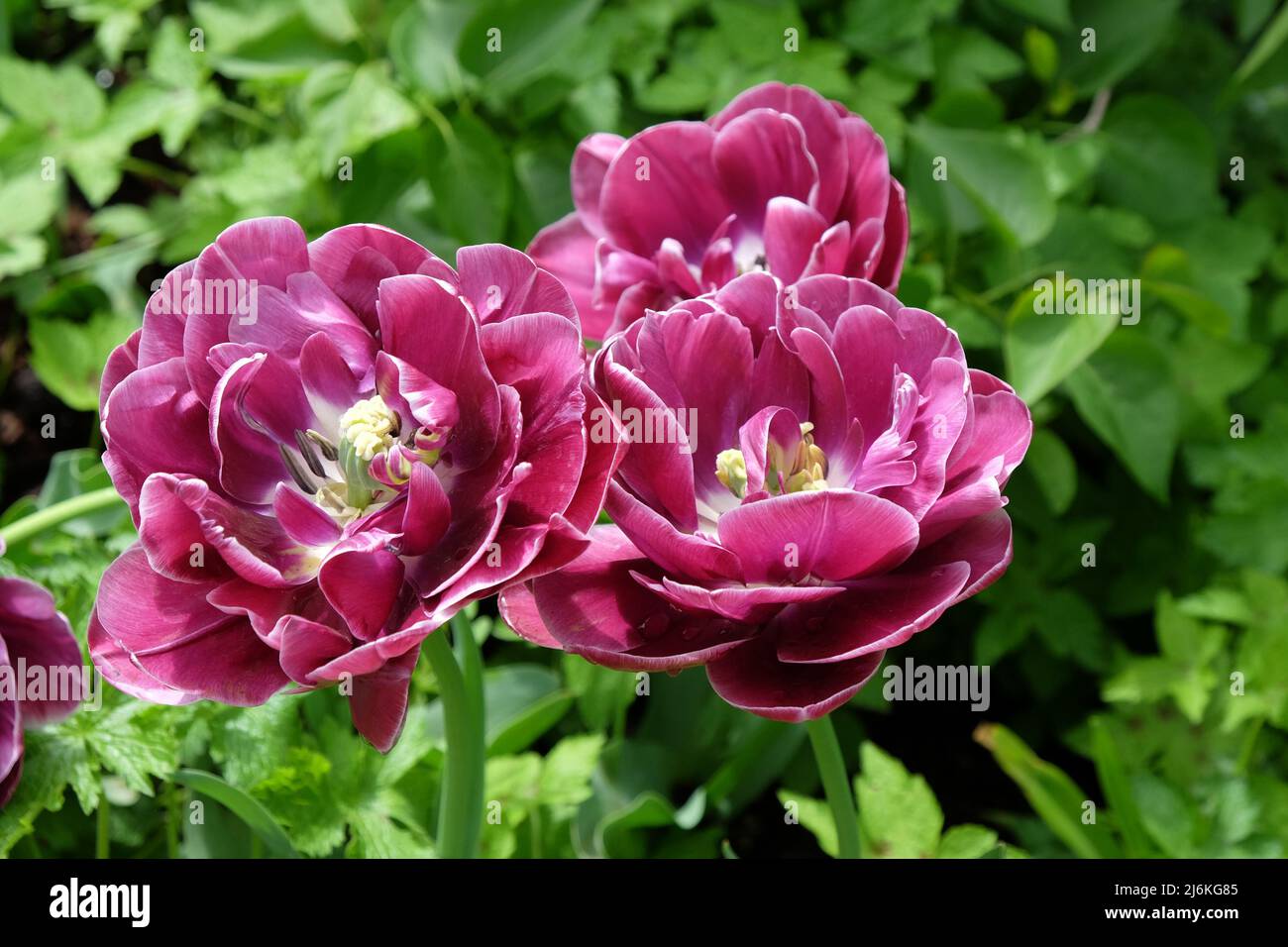 Double Tulip 'Dream Touch' in flower Stock Photo