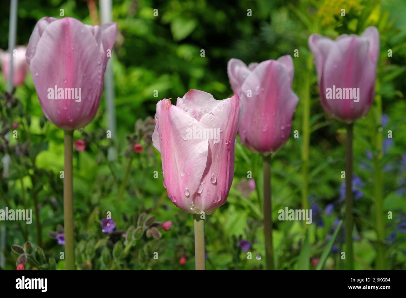 Tulip 'Mistress Mystic' in flower. Stock Photo