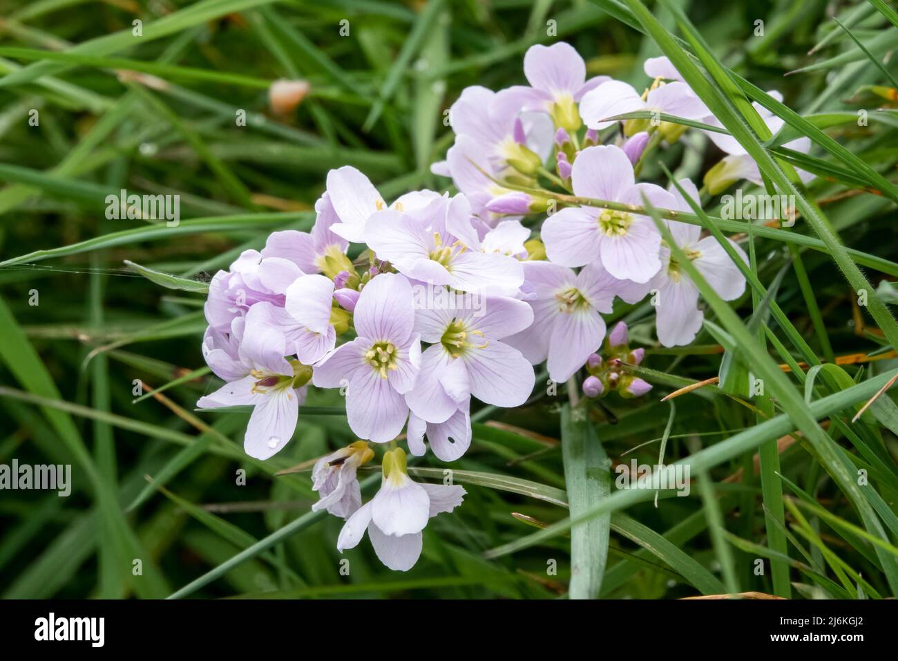 closeup in spring sunshine of light pink cuckooflower heads (Cardamine ...