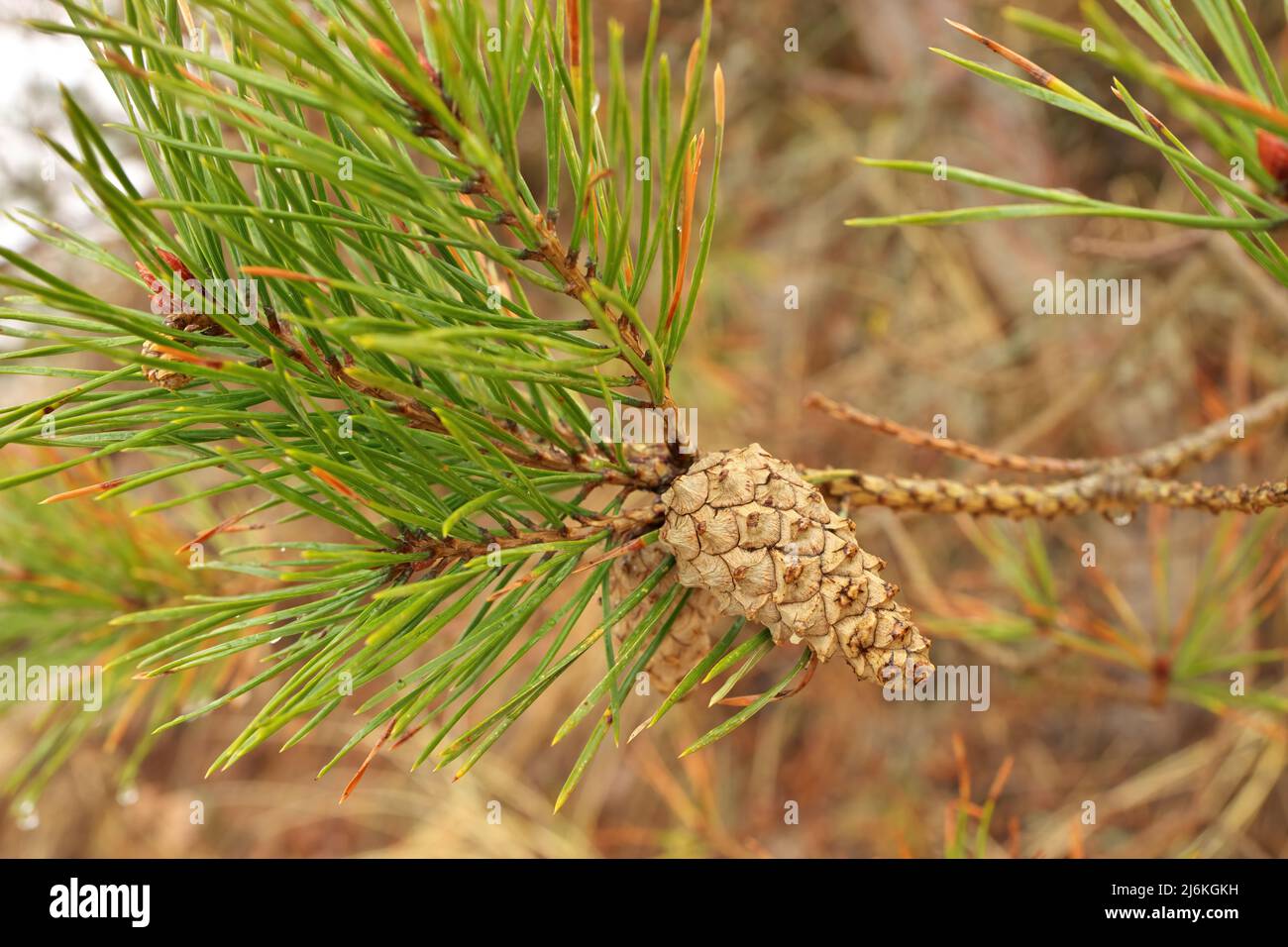 Close up of a Pine Cone on a Pine Tree Branch Stock Photo - Alamy