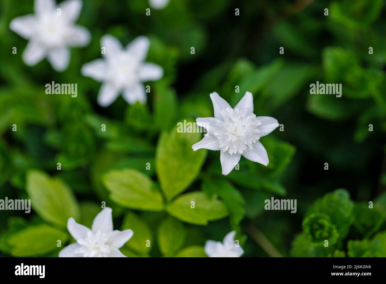 Close-up view of perennial white double Anemone nemorosa 'Vestal' flowering in woodland in spring in Surrey, south-east England Stock Photo