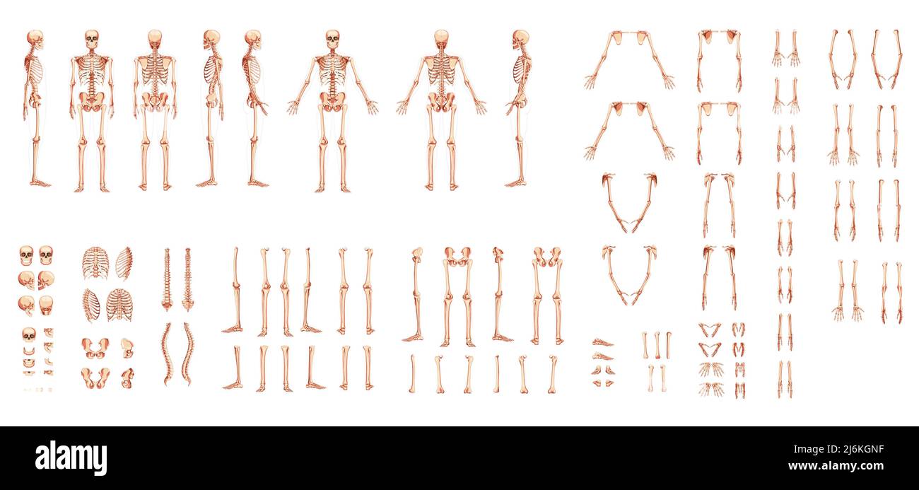 Set of Skeleton Human hands, legs, chests, heads, vertebra, pelvis, Thighs front back side view. 3D realistic flat natural color concept Vector illustration of anatomy isolated on white background Stock Vector