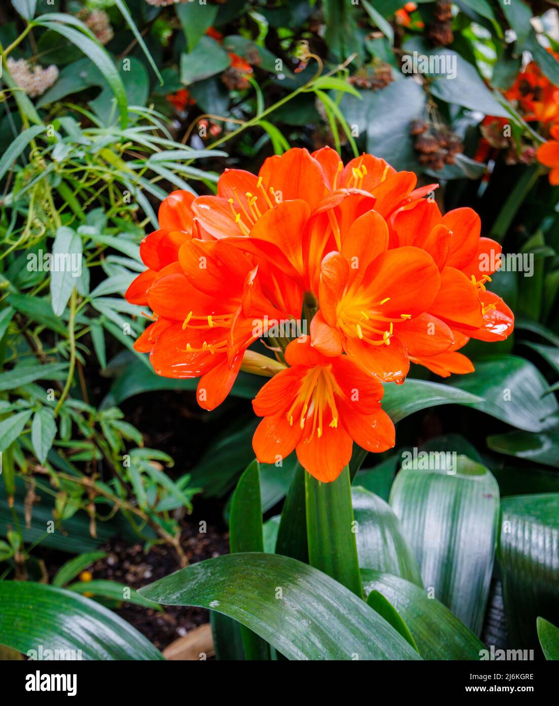 Red Clivia miniata broad-leaved flowering in spring in the Glasshouse at RHS Garden Wisley, Surrey, a tropical houseplant native to South Africa Stock Photo