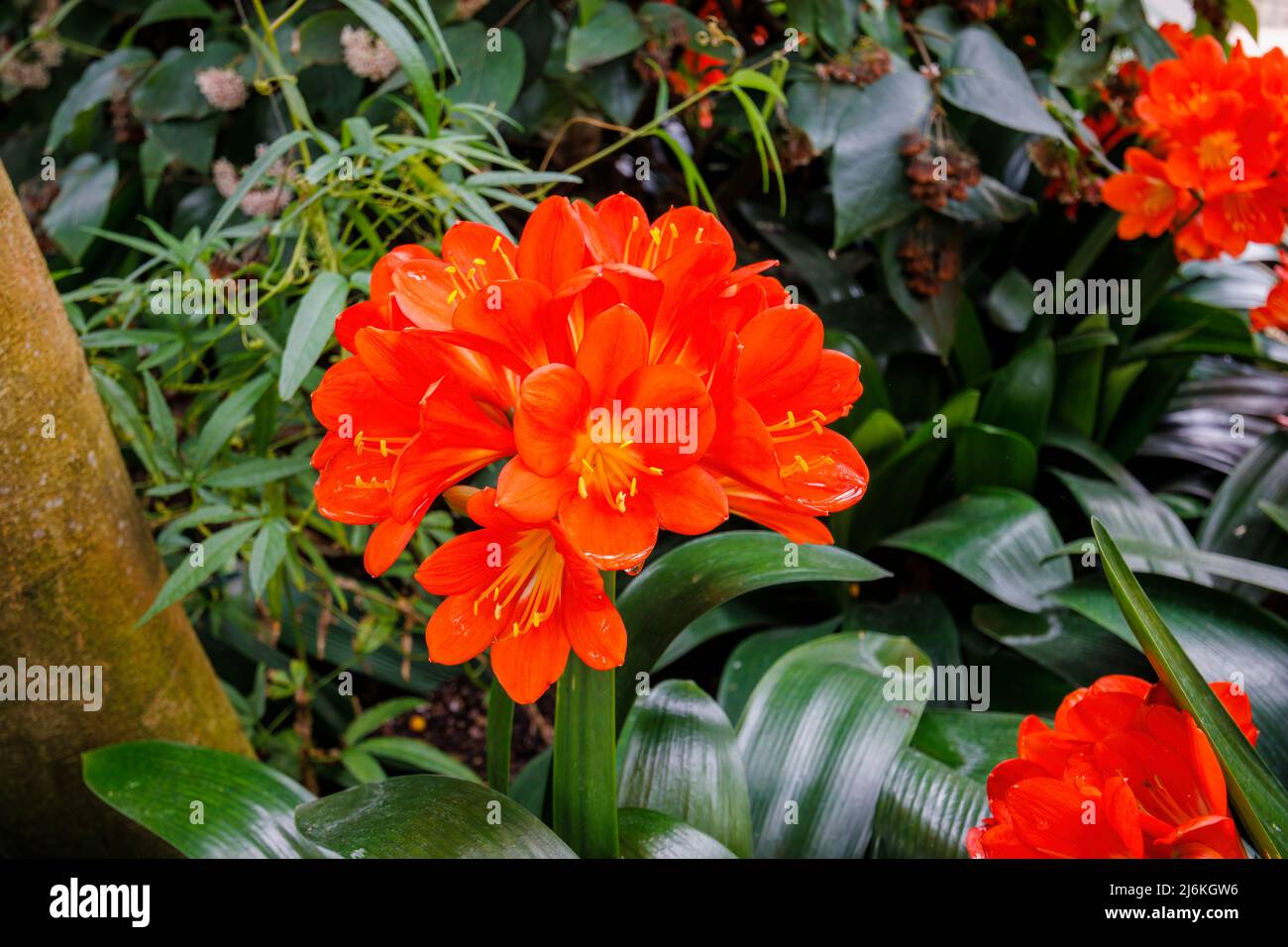 Red Clivia miniata broad-leaved flowering in spring in the Glasshouse at RHS Garden Wisley, Surrey, a tropical houseplant native to South Africa Stock Photo